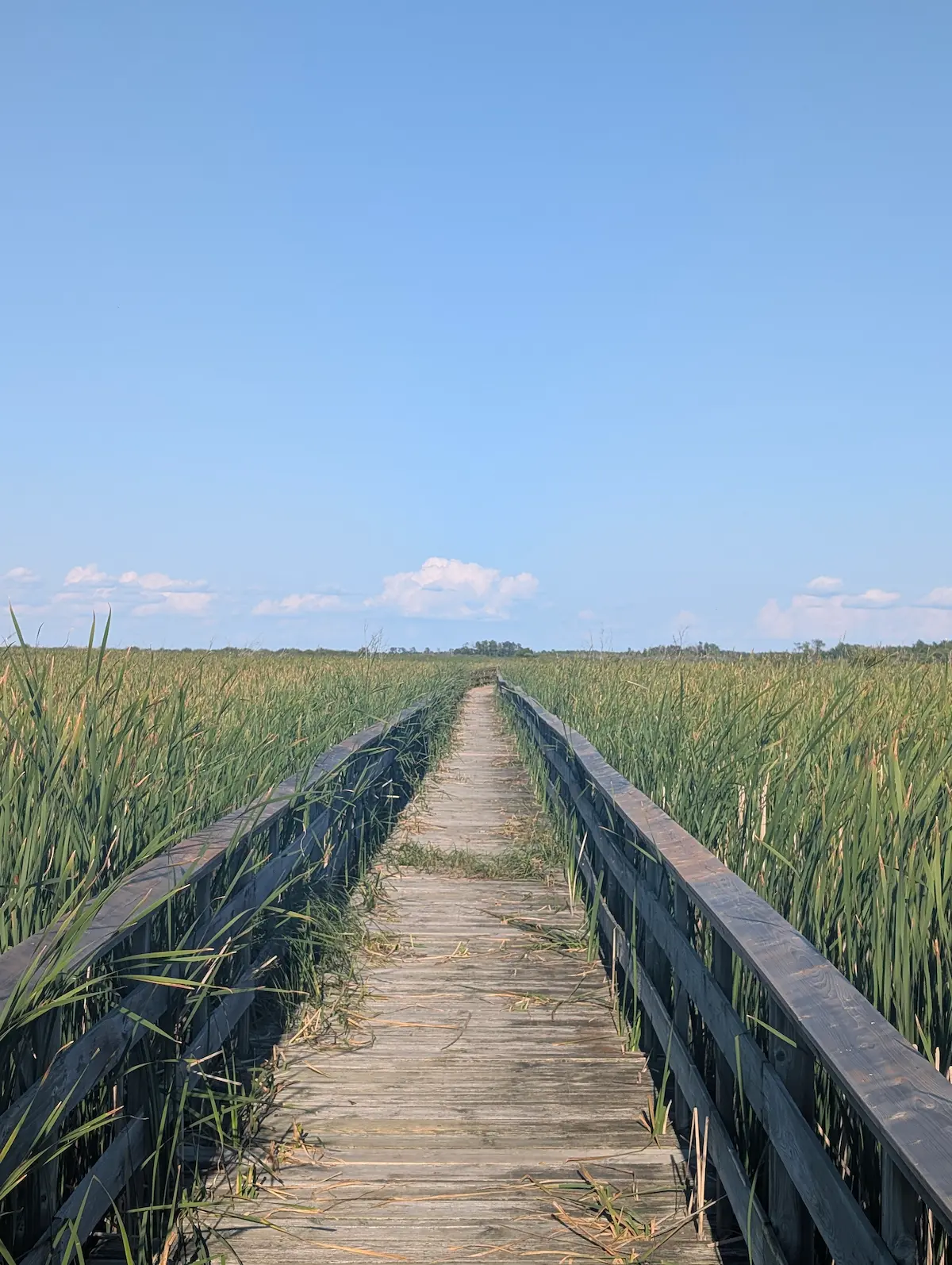 The boardwalk through the trees toward the water.